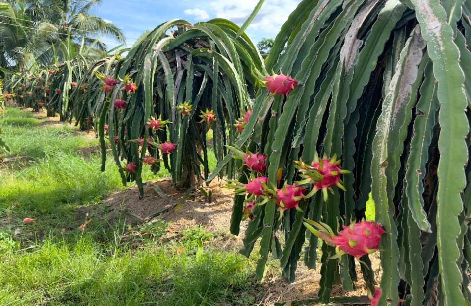 Know Dragon Fruit Cultivation Advanced Variety And Benefits Dragon