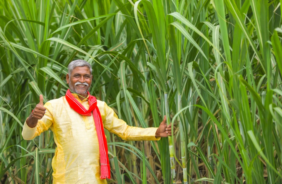 Lakhs Of Sugarcane Farmers In Uttar Pradesh Rejoice With 1371 Crore