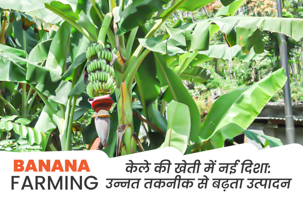 Banana Farming in india | Banana Cultivation | How to Cultivate Banana ...