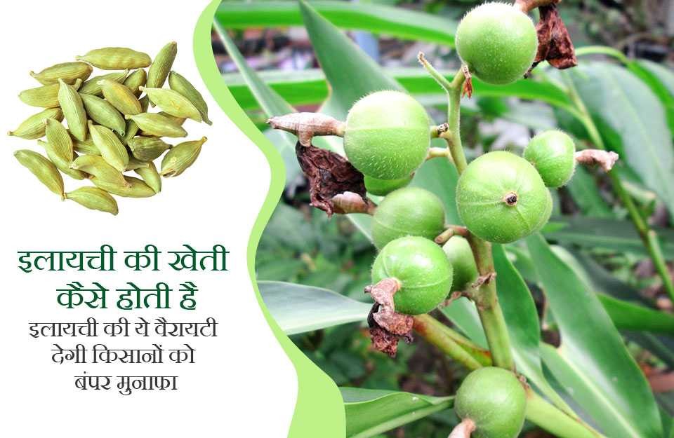 Learn everything about cardamom cultivation | KhetiVyapar