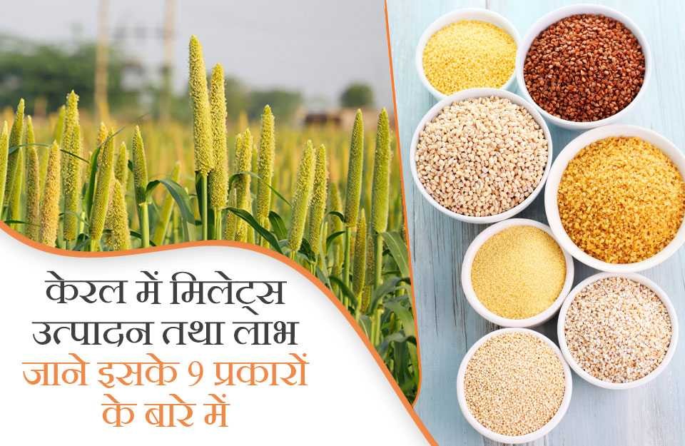 How to millet cultivation A step-by-step guide | KhetiVyapar