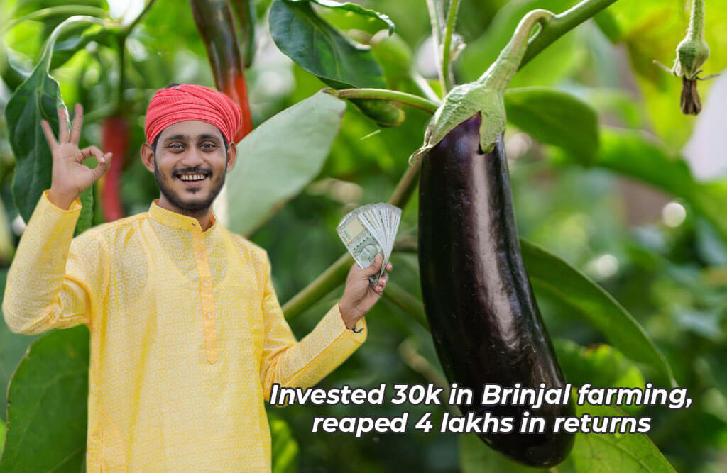Brinjal Cultivation | 30 हजार खर्च कर उगाए बैंगन, कमा डाले 4 लाख रुपये जानें इस किसान का सक्‍सेस फॉर्मूला