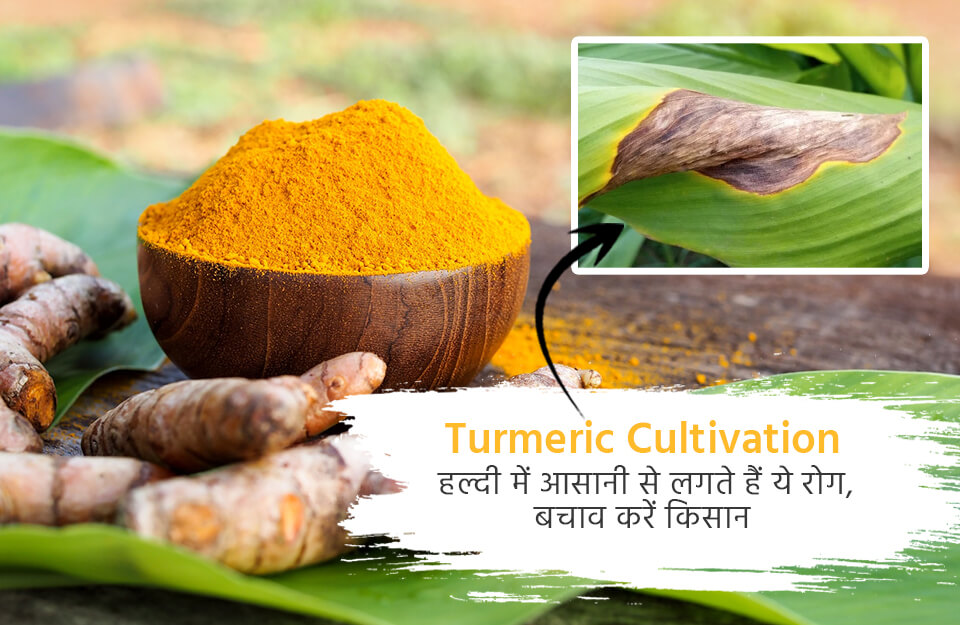 Turmeric Cultivation | Farmers Will Protect Turmeric from Diseases ...