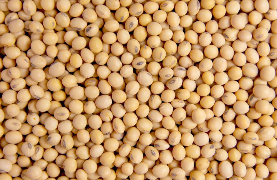 Soyabean Market Rates Today in Madhya Pradesh on (16 March 2024 ...