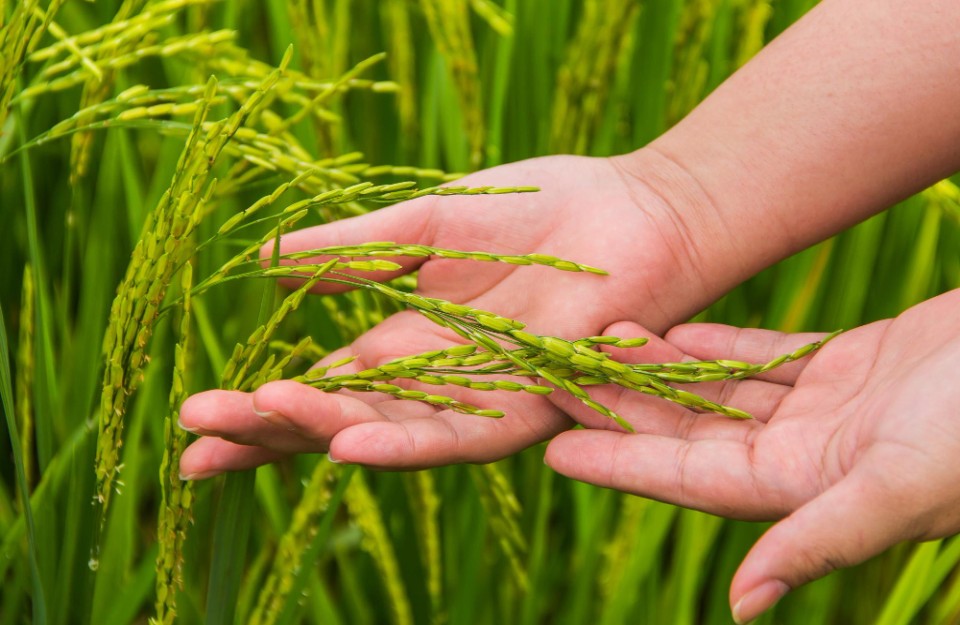 The Impact of Zero-Budget Farming on Crop Production, Especially Rice and Wheat Study
