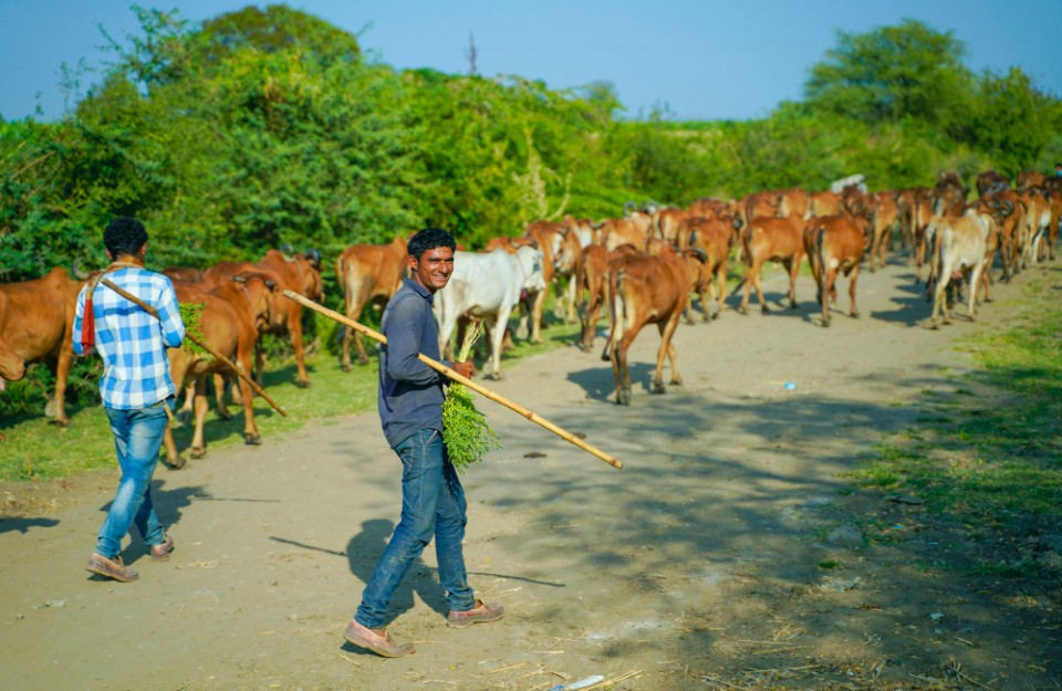 भारत में लाखों डेयरी किसान, बढ़ रही मीथेन समस्या को कैसे किया जा सकता है कम, पढ़ें ये रिपोर्ट
