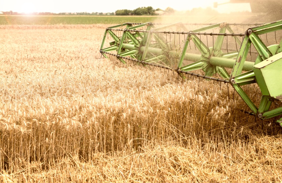 Wheat Production in Hindi: इस वर्ष गेहूं के उत्पादन में कमी की आशंका इन राज्यों में गेहूं के भाव में देखी जा रही तेज़ी