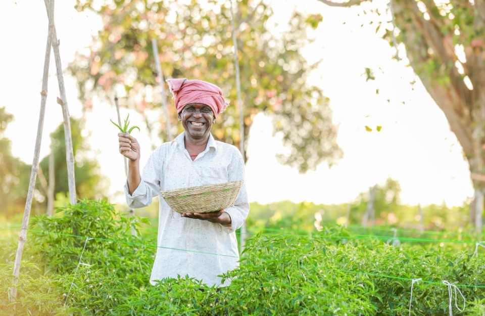 Uttar Pradesh Government's Initiative: Free Bio-Decomposers for 1.7 Million Farmers