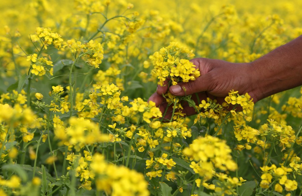 Average Mustard Yields Can Jump by 35% with Right Practices