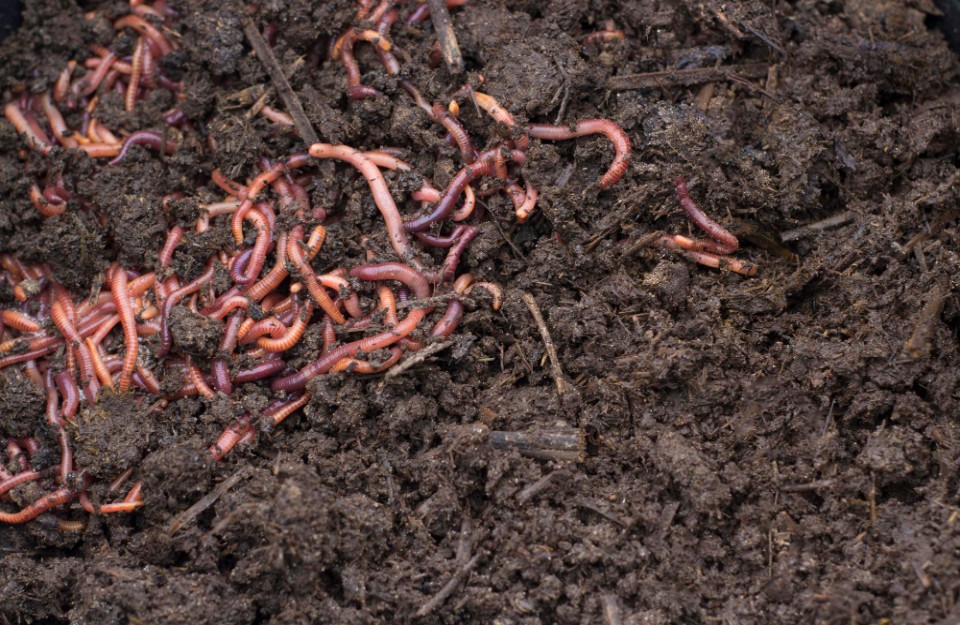 Know People Are Earning Lakhs with Vermicompost Fertilizer | Vermicompost Fertilizer in India