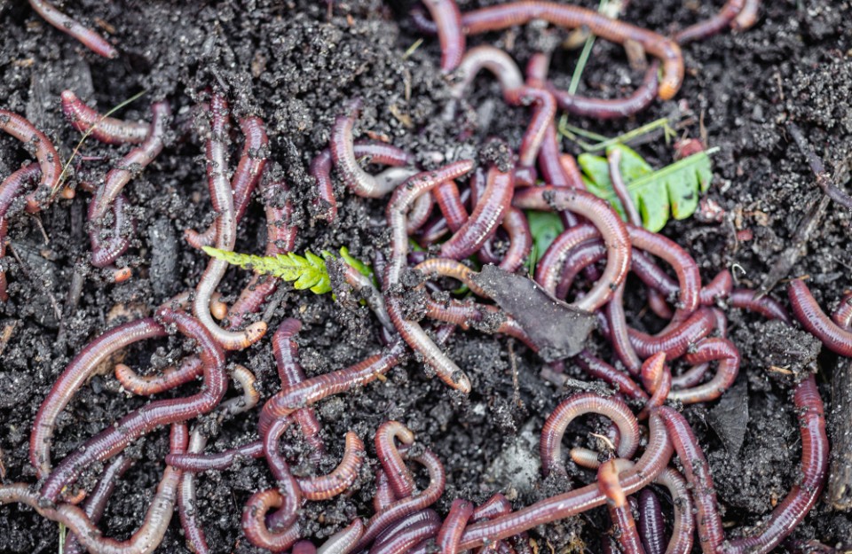 Vermi Compost Business Idea in Hindi: जाने लोग कैसे कर रहे हैं वर्मीकम्पोस्ट खाद से लाखों की कमाई, आइए Khetivyapar पर जानें