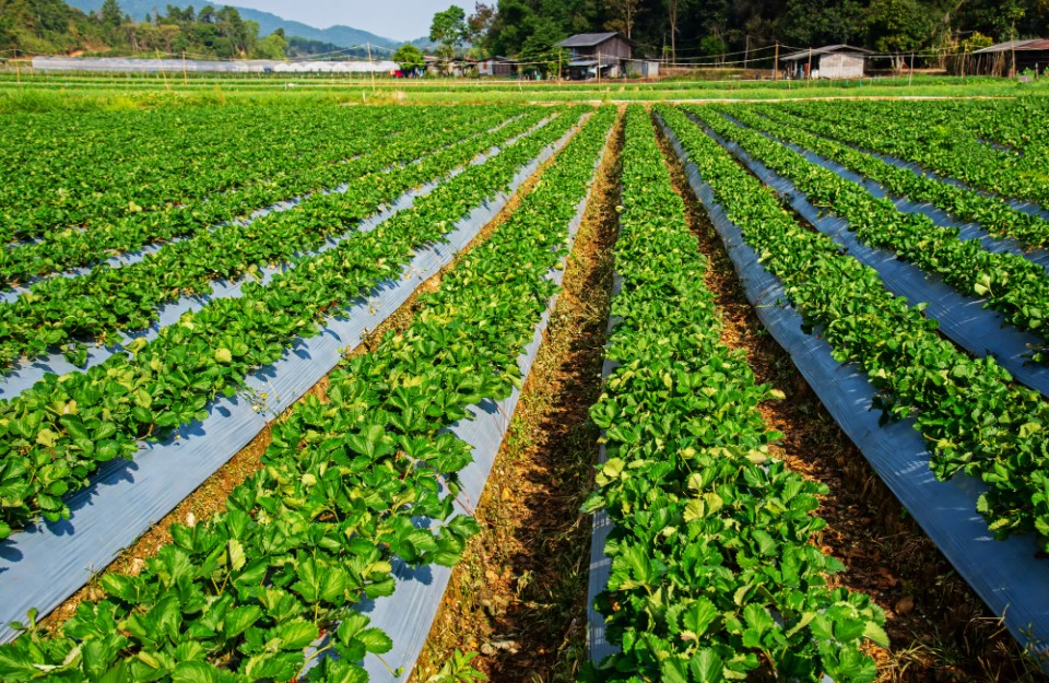 Organic Farming: जैविक-ऑर्गेनिक खेती को लेकर सरकार की नीतियों के मुख्य उद्देश्य क्या हैं जानें Khetivyapar पर
