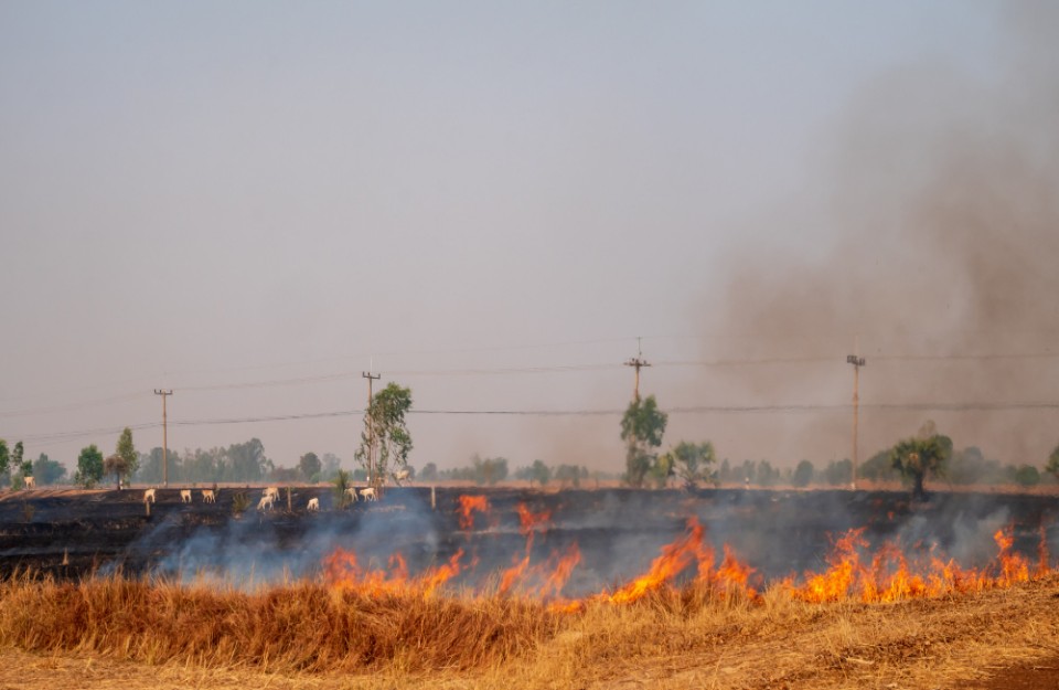 गेहूं के खेतों को आग से कैसे बचाएं, कृषि विशेषज्ञों ने जारी की सलाह, आइए Khetivyapar पर जानें