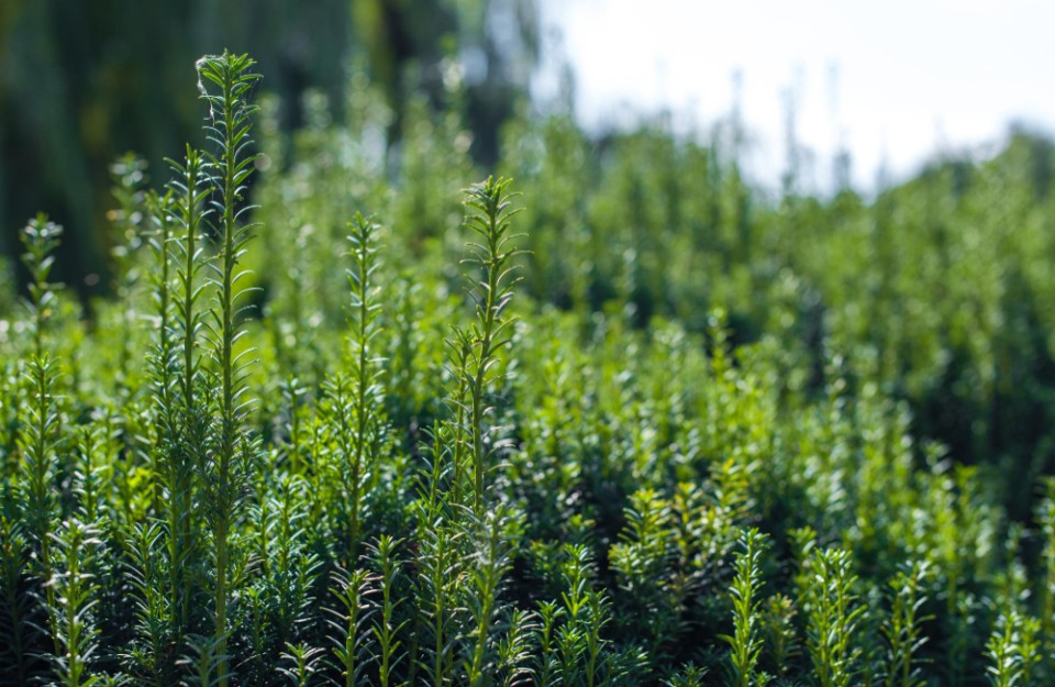 Sesame Cultivation in Hindi: मध्यप्रदेश से बीज मंगवाकर गर्मियों में UP के किसान करें तिल की खेती, होगी जबरदस्त पैदावार, आइए Khetivyapar पर जानें