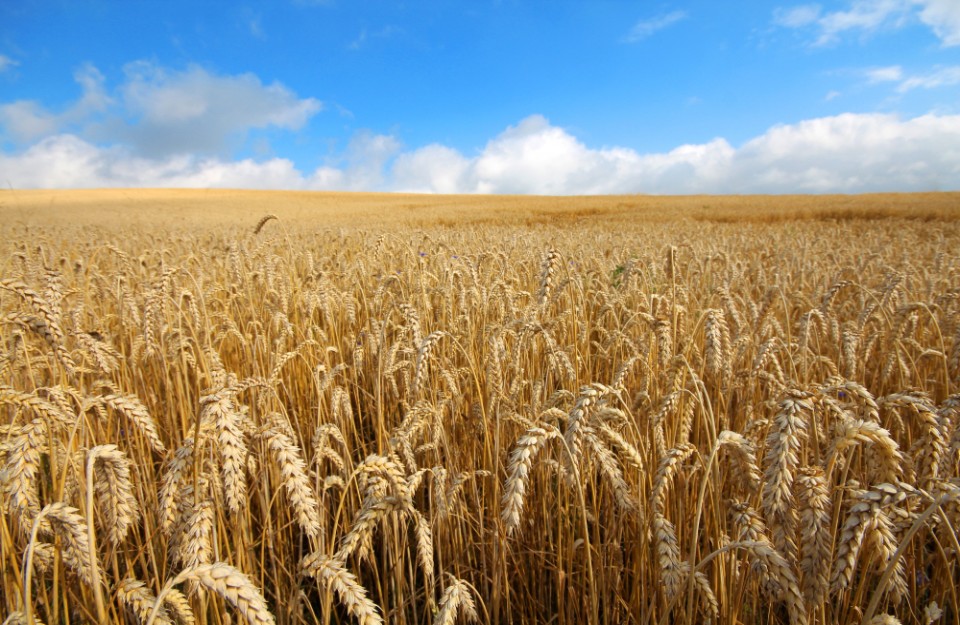 Wheat Variety in Hindi: वैज्ञानिकों द्वारा निर्मित की गई गेहूं की नई किस्म, जानिए किसानों को कैसे होगा फायदा, आइए Khetivyapar पर जानें