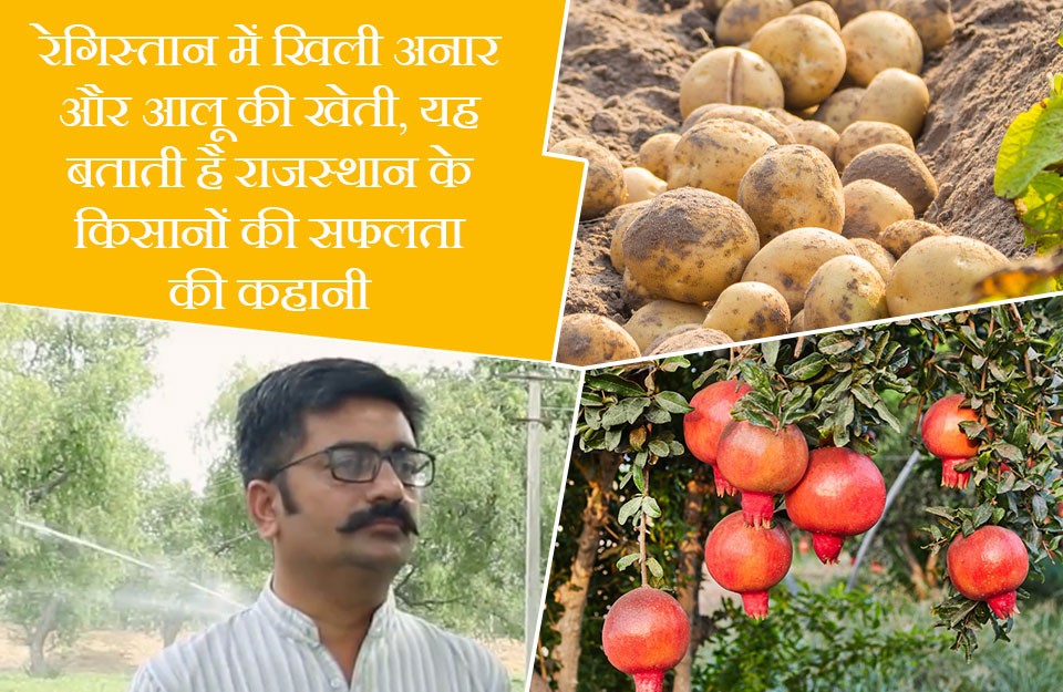 Pomegranate and Potato Cultivation in the Desert signifies the Success story of Rajasthan farmers, Know on khetivyapar