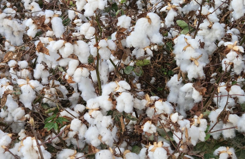 Cotton Farming: कपास की उगाई से लेकर कटाई तक, khetivyapar पर जानें पूरी जानकारी हिंदी में