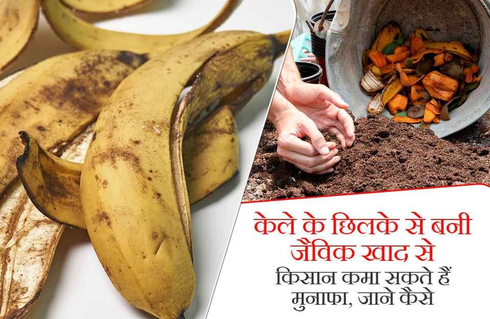 Banana Peels Good for Soil as an Organic Fertilizer, Know how best to make it