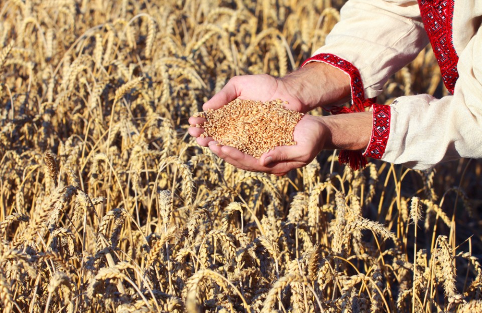 Dholpur Farmers Choose Mandis Over Government Wheat Purchase Schemes