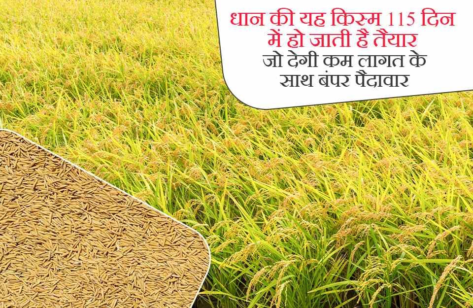 Paddy Variety: धान की यह किस्म 115 दिन में हो जाती है तैयार, जो देगी कम लागत के साथ बंपर पैदावार, जाने khetivyapar पर