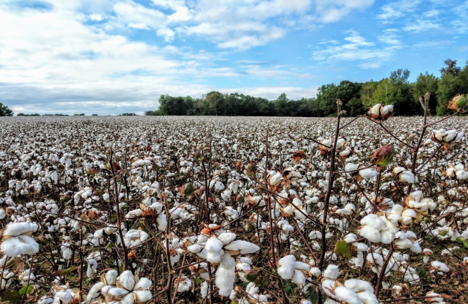 Cotton Cultivation: कपास उत्पादन में हो सकती है कमी, बुवाई के लिए किसान कर रहे अन्य फसलों का चुनाव