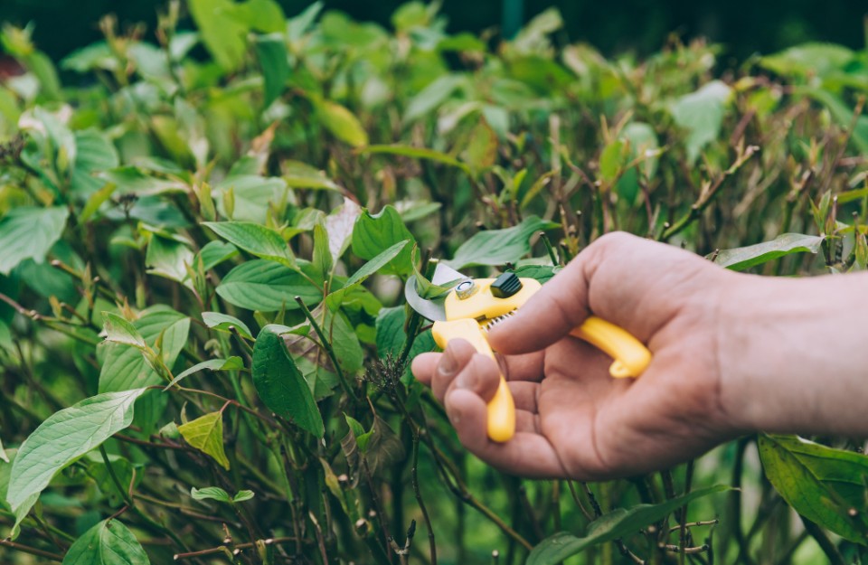 Moong Cultivation: गर्मियों के मौसम में मूंग की खेती देगी गजब की पैदावार, कृषि विभाग द्वारा किए गए बीज वितरण