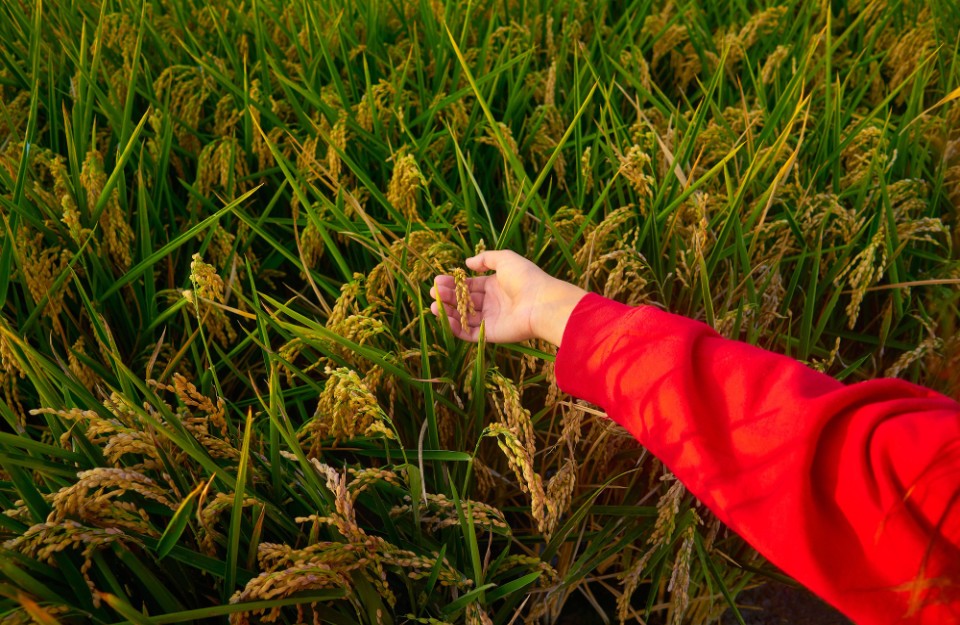 New Variety of Paddy: धान की यह नई किस्म देगी भरपूर उपज के साथ खूब मुनाफा, जाने इस नई किस्म की खासियत