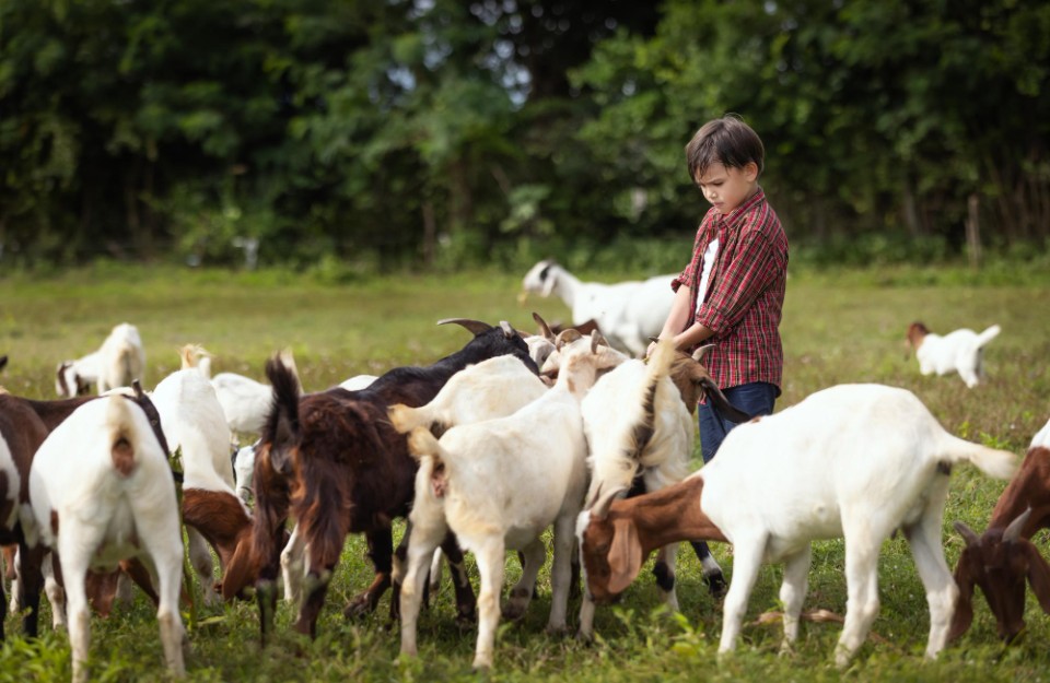 Bihar Government Offering Up to ₹2.45 Lakh Subsidy for Setting Up Goat Farms