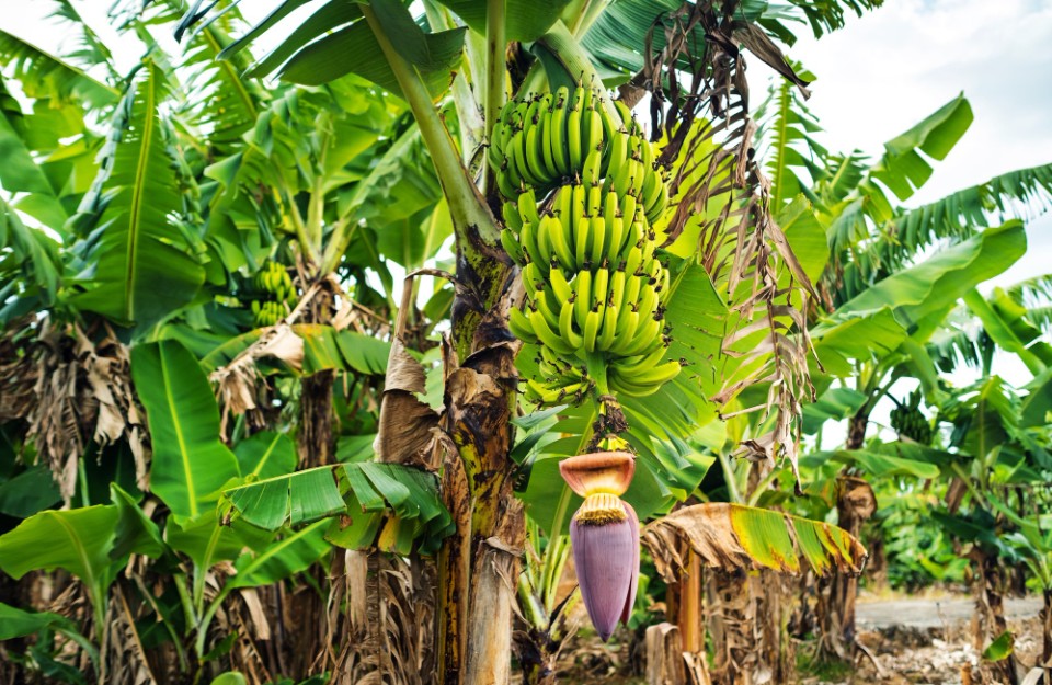 Red Banana Cultivation: लाल केले की खेती से किसानों की होगी तगडी कमाई, करें इन जीवांश खादों का प्रयोग