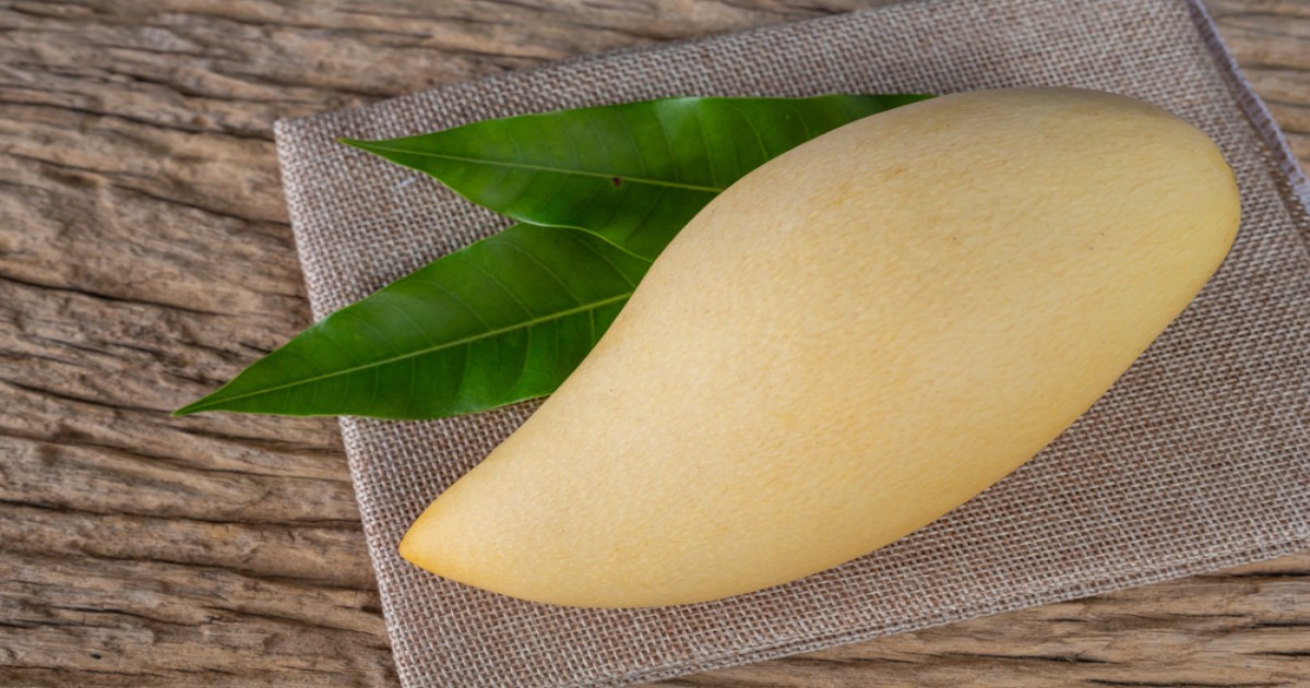 Distinctive features of Totapuri mango and its MSP price
