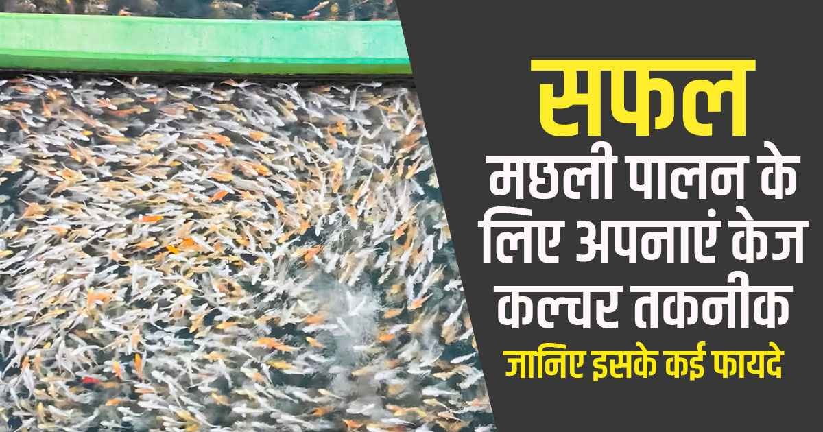 Cage Culture Technology in Fish Farming, Benefits and Techniques