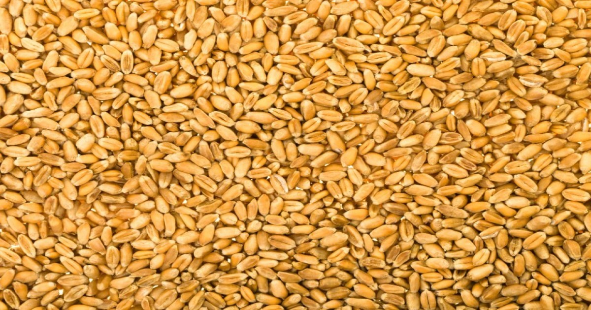 Wheat market price today (02 July, 2024) in Madhya Pradesh