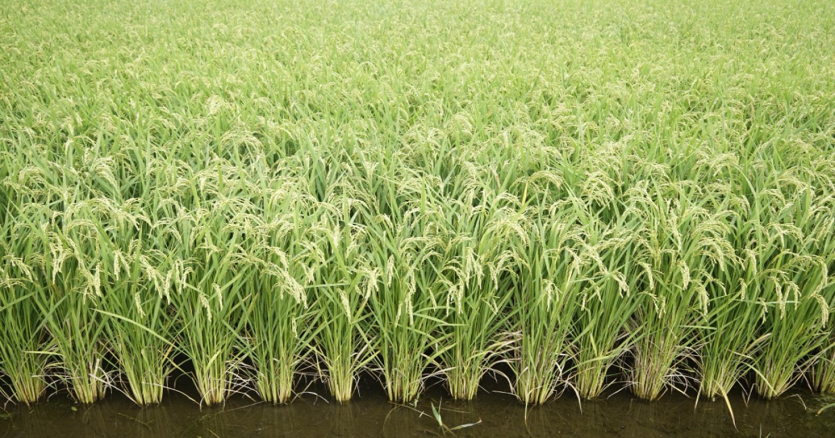 Paddy Farming: धान की अधिक उपज के लिए करें यह जरूरी काम, बढ़ जायेगी मिट्टी की उर्वरक क्षमता