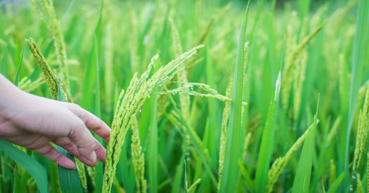 Protect your rice crop from ruin, Learn ways to prevent these diseases