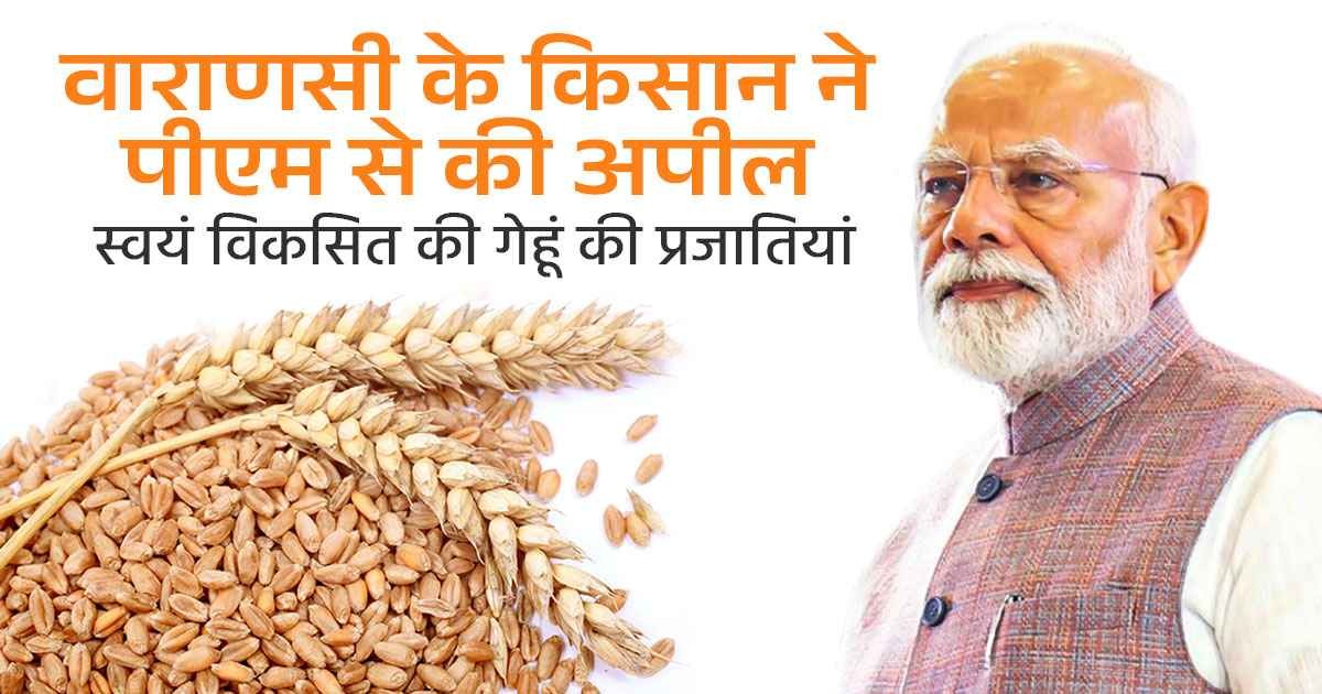 Wheat Variety: वाराणसी के किसान की मेहनत रंग लाई, गेहूं की नई किस्मों का विकास