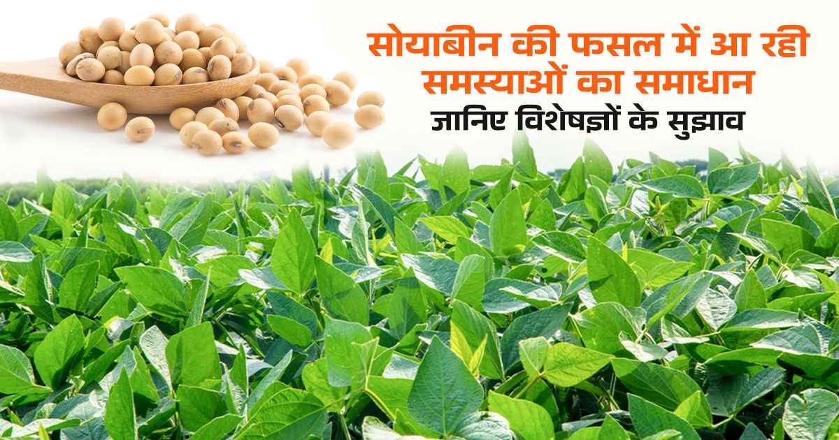 Soybean Farming: सोयाबीन की फसल में आ रही समस्याओं का समाधान, जानिए विशेषज्ञों के सुझाव