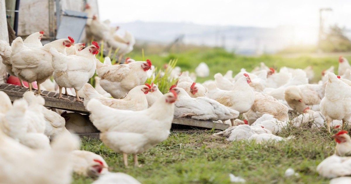 12th Edition of Indian Poultry and Livestock Expo to be Held in Bangalore from August 22-24, 2024