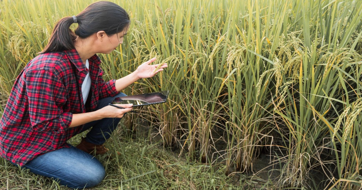 MFOI in Satna gave tips to farmers to prevent paddy crop diseases