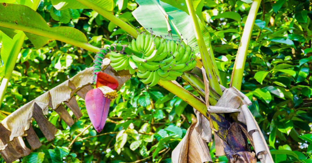 How to Care for Papaya and Banana Plants During the Monsoon, Learn Expert Tips