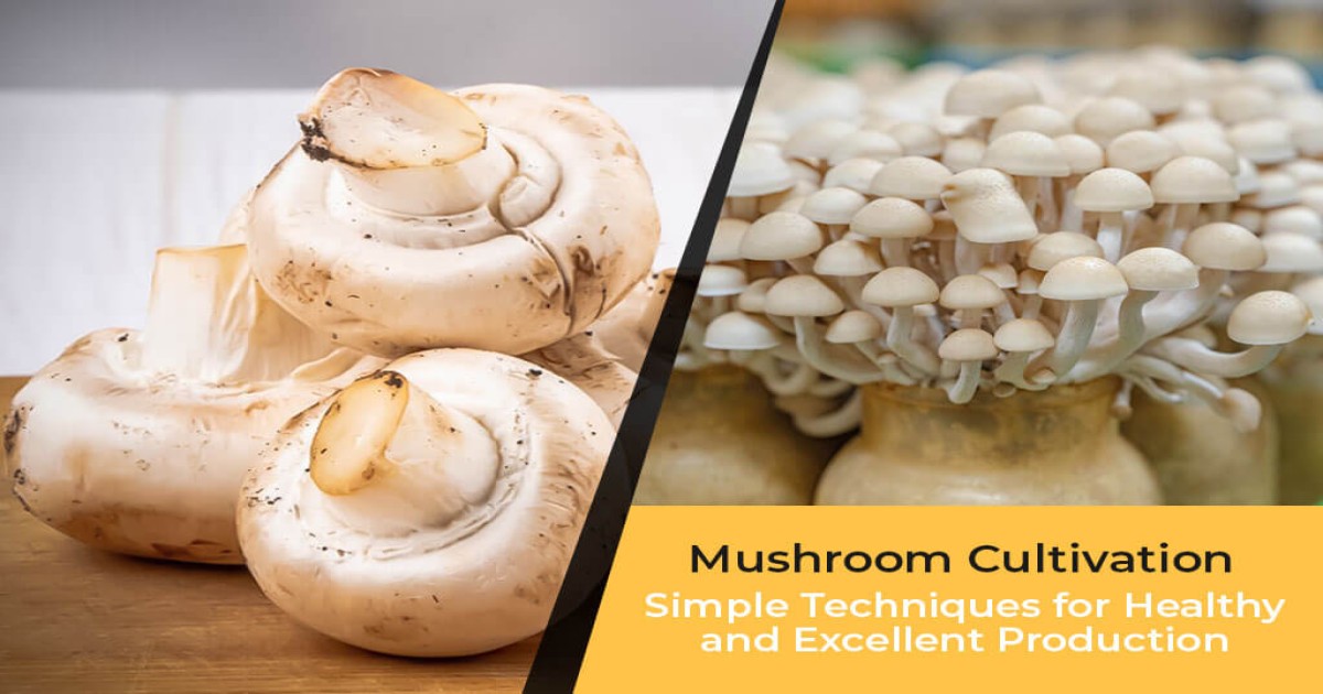 Mushroom cultivation: मशरुम किट वितरण योजना के तहत सरकार दे रही 90% सब्सिडी, जानें कैसे करें आवेदन