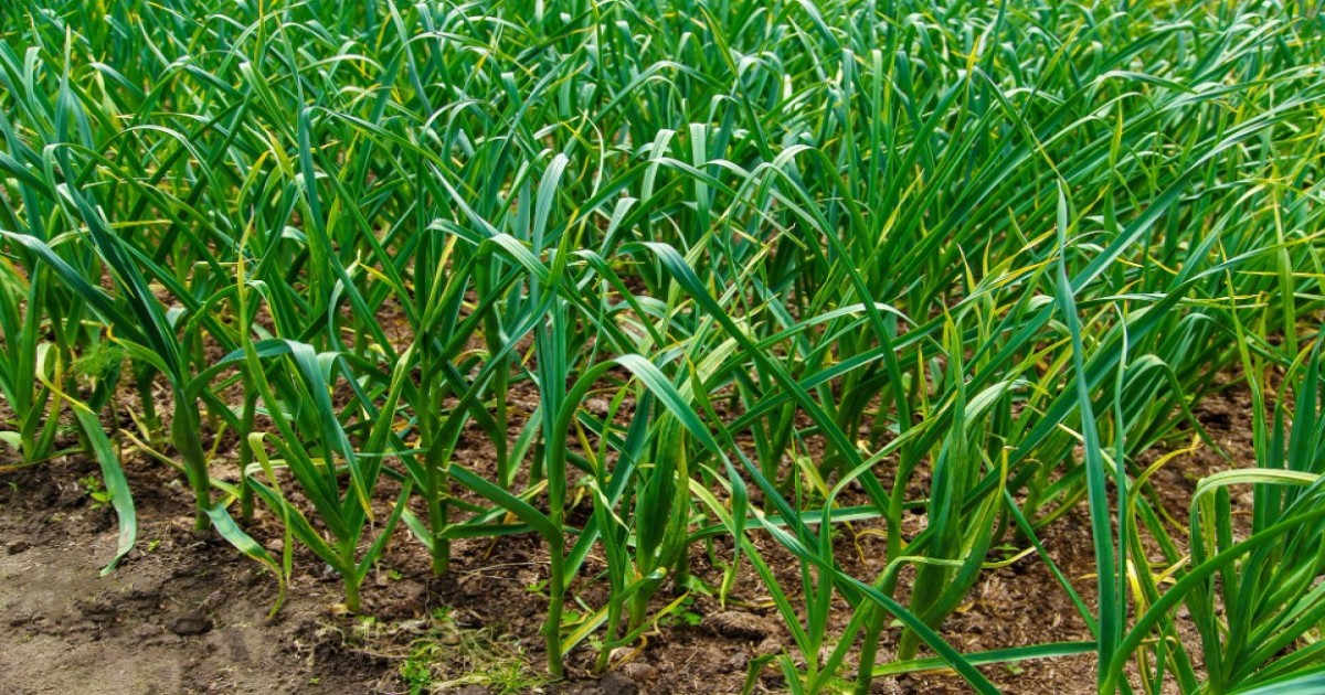 Garlic Prices Soar to ₹500 per Kg Amid Supply Shortage