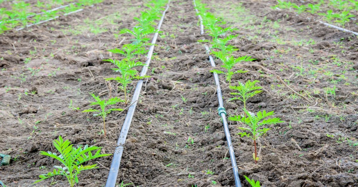 Relay Cropping: रिले क्रॉपिंग सिस्टम क्या है, जानें इसके फायदे और कैसे करें इसका उपयोग