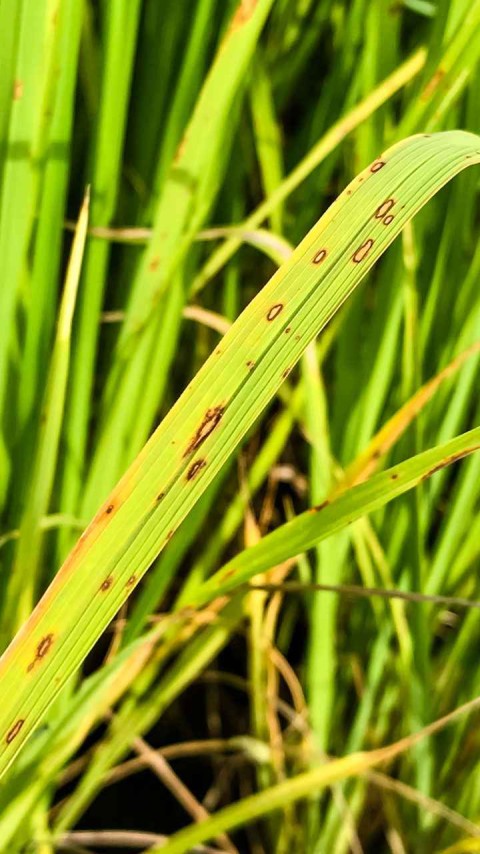 Common Diseases Affecting Paddy Crops, Causes, Symptoms, and Management ...